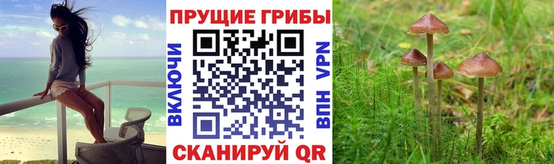 Купить  Фролово  Псилоцибиновые грибы Magic Shrooms 